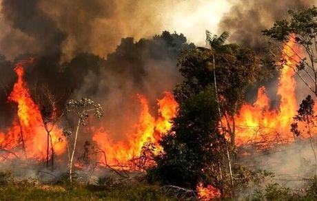 تاکید سازمان بازرسی کل کشور بر صیانت از جنگل الیت