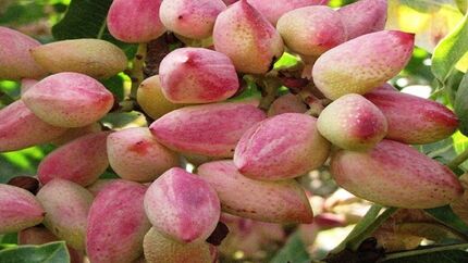برداشت ۱.۲ تن پسته در هر هکتار از باغات استان آذربایجان‌شرقی
