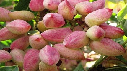 برداشت ۱.۲ تن پسته در هر هکتار از باغات استان آذربایجان‌شرقی