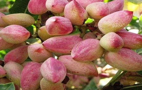 برداشت ۱.۲ تن پسته در هر هکتار از باغات استان آذربایجان‌شرقی