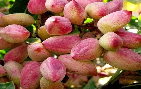 برداشت ۱.۲ تن پسته در هر هکتار از باغات استان آذربایجان‌شرقی