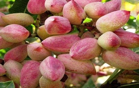 برداشت ۱.۲ تن پسته در هر هکتار از باغات استان آذربایجان‌شرقی