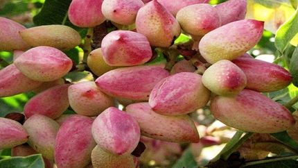 برداشت ۱.۲ تن پسته در هر هکتار از باغات استان آذربایجان‌شرقی