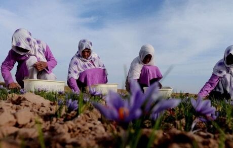 کاهش ۵۰ درصدی برداشت زعفران در هرات افغانستان 