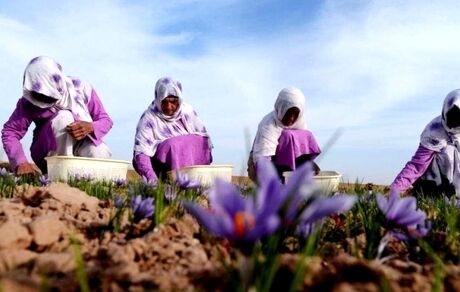 کاهش ۵۰ درصدی برداشت زعفران در هرات افغانستان 