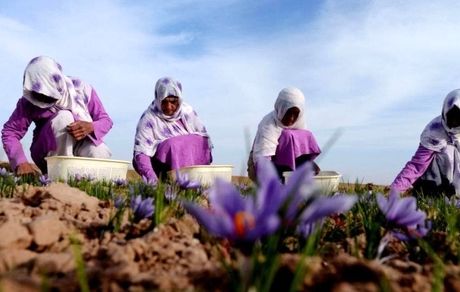کاهش ۵۰ درصدی برداشت زعفران در هرات افغانستان 