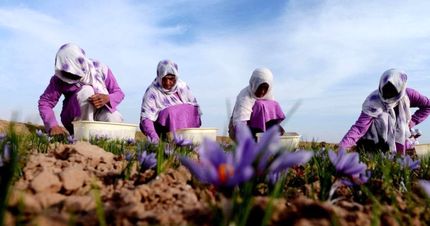 کاهش ۵۰ درصدی برداشت زعفران در هرات افغانستان 