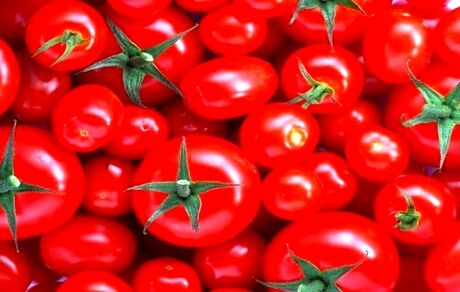 تولید گوجه فرنگی به ۳۰۰ هزار تن خواهدرسید