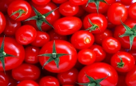 تولید گوجه فرنگی به ۳۰۰ هزار تن خواهدرسید