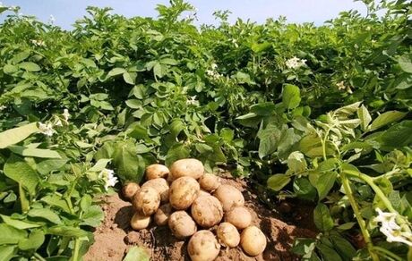 پیش‌بینی برداشت ۱۴۰ هزار تن سیب زمینی از مزارع استان گلستان
