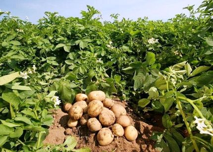 پیش‌بینی برداشت ۱۴۰ هزار تن سیب زمینی از مزارع استان گلستان
