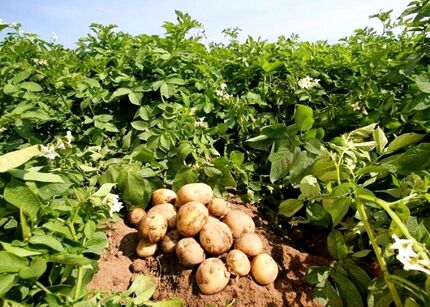 پیش‌بینی برداشت ۱۴۰ هزار تن سیب زمینی از مزارع استان گلستان