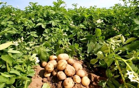 پیش‌بینی برداشت ۱۴۰ هزار تن سیب زمینی از مزارع استان گلستان