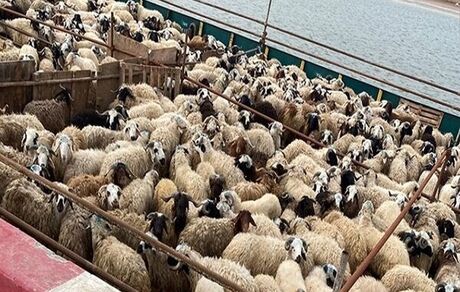 کندی در روند صادرات دام زنده/ کشورهای حاشیه خلیج فارس هدف‌های صادراتی‌اند