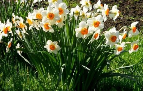 برگزاری هشتمین جشنواره گل نرگس در کازرون