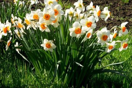 برگزاری هشتمین جشنواره گل نرگس در کازرون