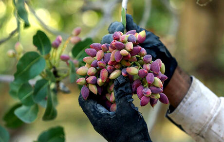 کاهش برداشت پسته در خراسان جنوبی