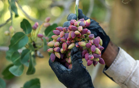 کاهش برداشت پسته در خراسان جنوبی