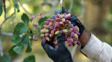 کاهش برداشت پسته در خراسان جنوبی