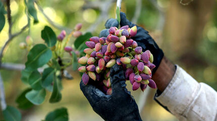 کاهش برداشت پسته در خراسان جنوبی