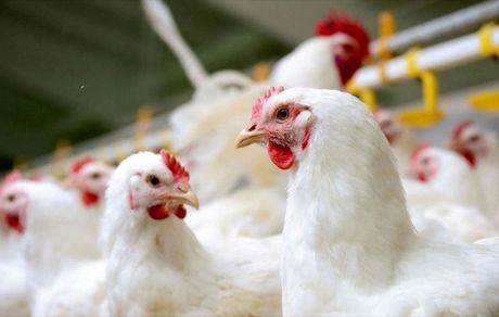 جزئیات توزیع مرغ تنظیم بازاری در تهران