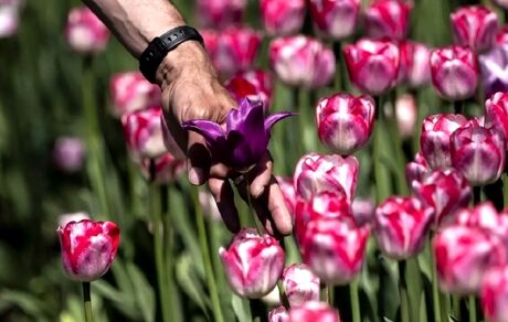 اهدای ۱۰۰۰۰۰ پیاز گل لاله هلندی به اوکراین