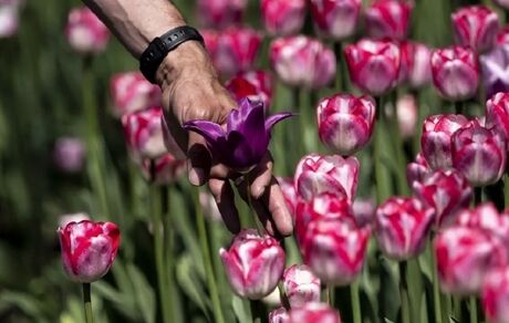 اهدای ۱۰۰۰۰۰ پیاز گل لاله هلندی به اوکراین