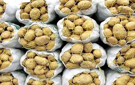 عرضه سیب زمینی تنظیم بازار با قیمت مصوب ٢٩ هزار و ٥٠٠ تومان