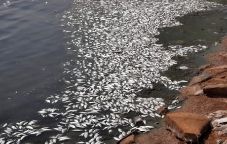 ادامه مرگ ماهیان در ماهشهر/ همه به دنبال مقصر