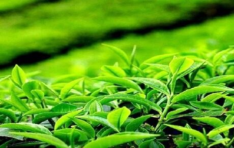 رشد ۳۹ درصدی تولید چای خشک در کشور