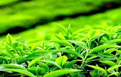 رشد ۳۹ درصدی تولید چای خشک در کشور