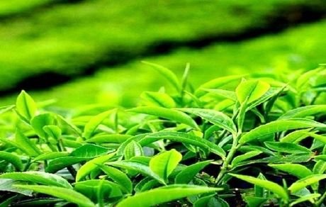 رشد ۳۹ درصدی تولید چای خشک در کشور