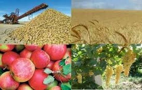 تصویب تسهیلات ۱۵ هزار میلیاردی برای خرید تضمینی، حمایتی و توافقی محصولات کشاورزی