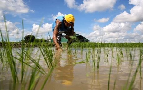 باران‌های شدید، برنج چین را تهدید می‌کند