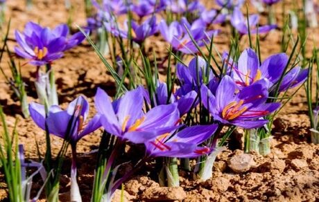  دومین جشنواره زعفران دهستان راویز شهرستان رفسنجان برگزار می‌شود