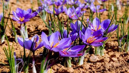  دومین جشنواره زعفران دهستان راویز شهرستان رفسنجان برگزار می‌شود