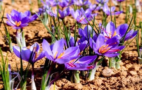  دومین جشنواره زعفران دهستان راویز شهرستان رفسنجان برگزار می‌شود