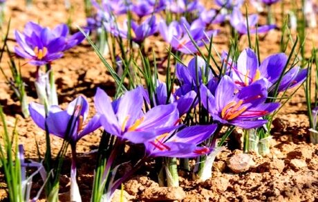  دومین جشنواره زعفران دهستان راویز شهرستان رفسنجان برگزار می‌شود