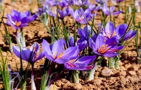  دومین جشنواره زعفران دهستان راویز شهرستان رفسنجان برگزار می‌شود