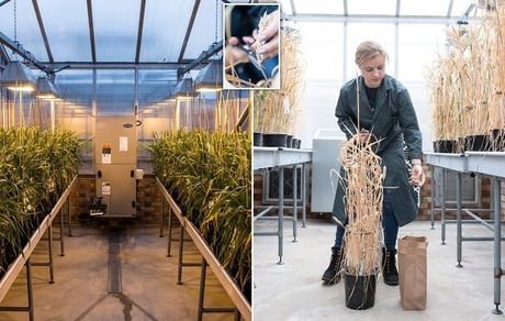 تلاش برای تولید گندمی خاص برای جلوگیری از سرطان