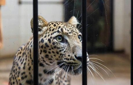 "کیجا" پلنگ ماده ایرانی تلف شد