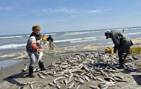 صید هزار و ۷۴۰ تن انواع ماهیان استخوانی در گیلان