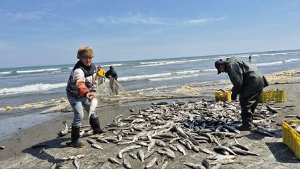 صید هزار و ۷۴۰ تن انواع ماهیان استخوانی در گیلان