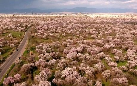 ثبت باغستان سنتی قزوین در نظام میراث کشاورزی مهم جهان