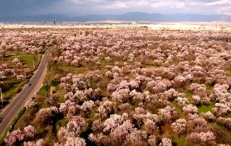 ثبت باغستان سنتی قزوین در نظام میراث کشاورزی مهم جهان