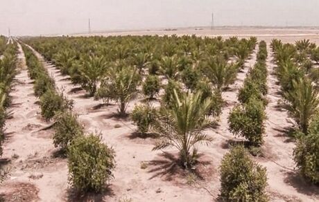راهکار عراق برای کاهش چشمگیر ریزگردها