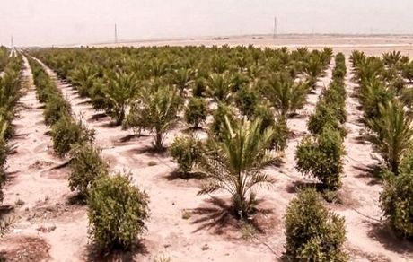 راهکار عراق برای کاهش چشمگیر ریزگردها