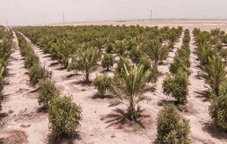 راهکار عراق برای کاهش چشمگیر ریزگردها