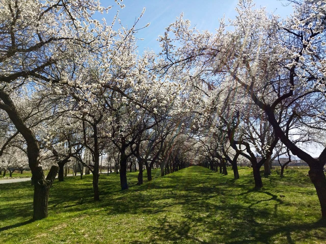 بهار شکوفه داد
