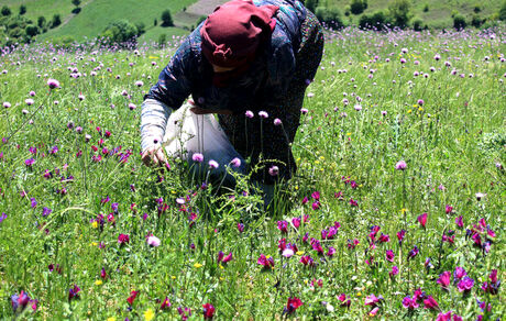 پشی‌بینی ۱۰ تن گل گاوزبان از مزارع املش